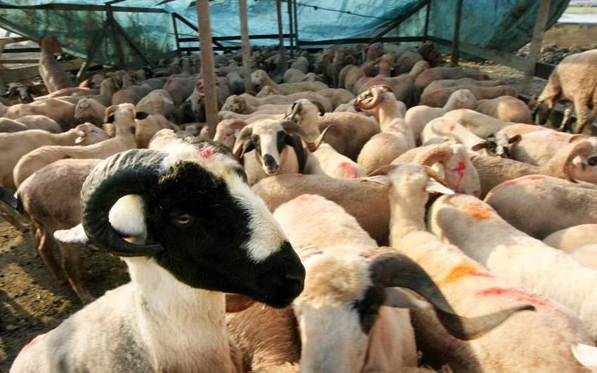 Kurbanlık fiyatlarında il il son durum! En ucuz büyükbaş ve küçükbaş rakamları: 2022 Kurban kesim yerleri nerede?