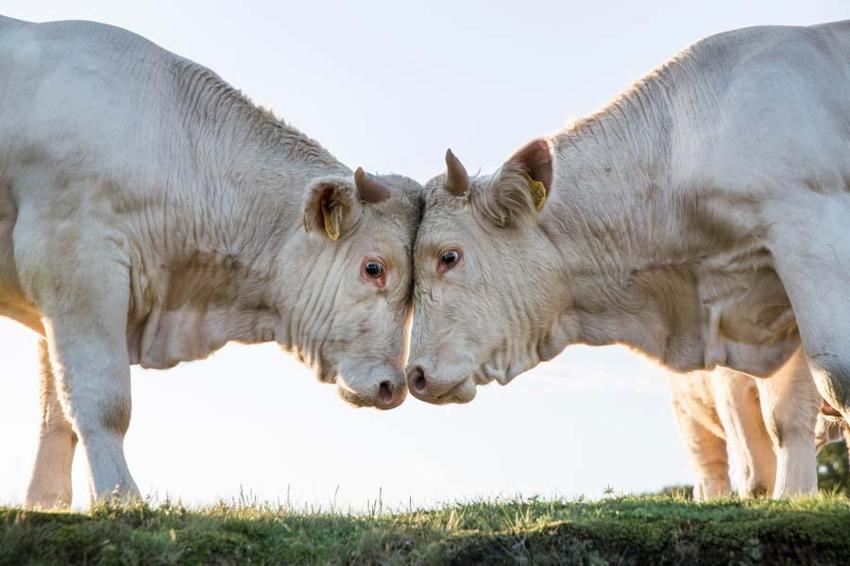 Kurbanlık fiyatlarında il il son durum! En ucuz büyükbaş ve küçükbaş rakamları: 2022 Kurban kesim yerleri nerede?