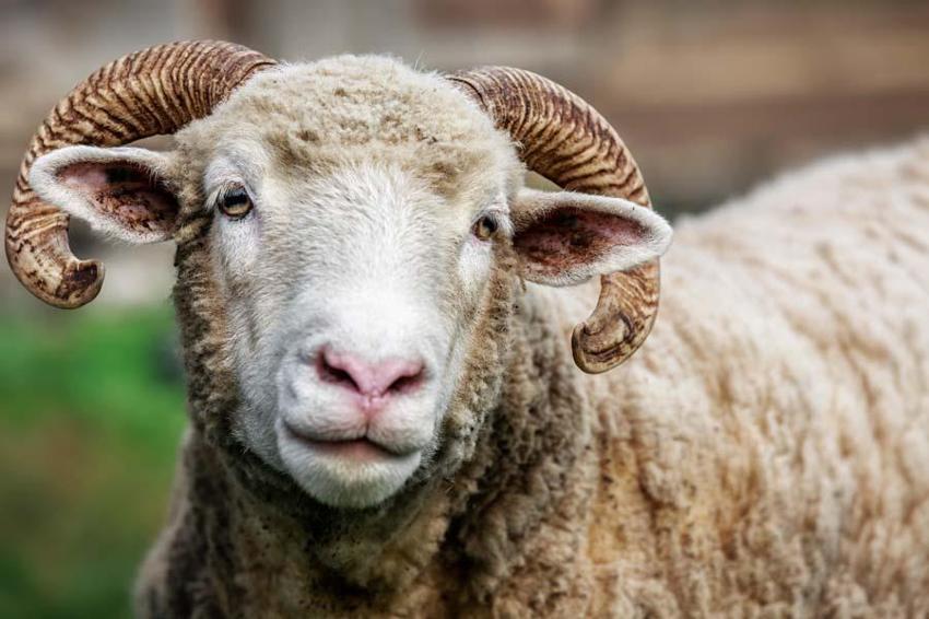 Kurbanlık fiyatlarında il il son durum! En ucuz büyükbaş ve küçükbaş rakamları: 2022 Kurban kesim yerleri nerede?