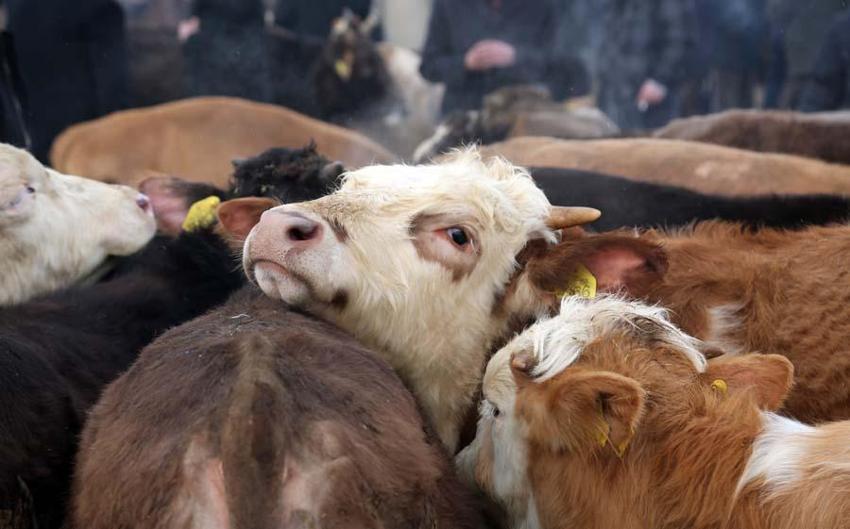 Kurbanlık fiyatlarında il il son durum! En ucuz büyükbaş ve küçükbaş rakamları: 2022 Kurban kesim yerleri nerede?