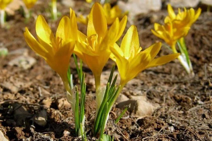 Dünyada sadece Türkiye'de var! En nadir, en değerli ve eşsiz...