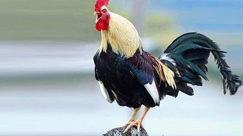 Dünyada sadece Türkiye'de var! En nadir, en değerli ve eşsiz...