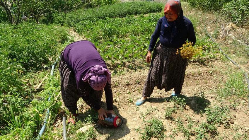 Doğal antidepresan, antiseptik özelliği ile mikropları öldürüyor! Kansere ve depresyona şifa! Doktor yarısı... 