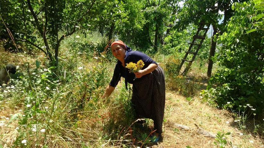 Doğal antidepresan, antiseptik özelliği ile mikropları öldürüyor! Kansere ve depresyona şifa! Doktor yarısı... 
