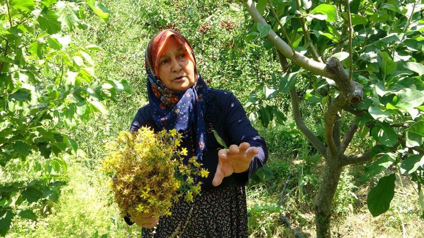 Doğal antidepresan, antiseptik özelliği ile mikropları öldürüyor! Kansere ve depresyona şifa! Doktor yarısı... 