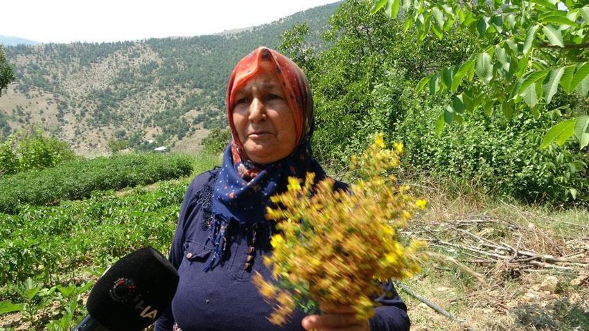 Doğal antidepresan, antiseptik özelliği ile mikropları öldürüyor! Kansere ve depresyona şifa! Doktor yarısı... 
