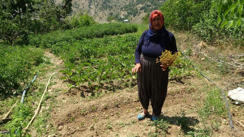Doğal antidepresan, antiseptik özelliği ile mikropları öldürüyor! Kansere ve depresyona şifa! Doktor yarısı... 