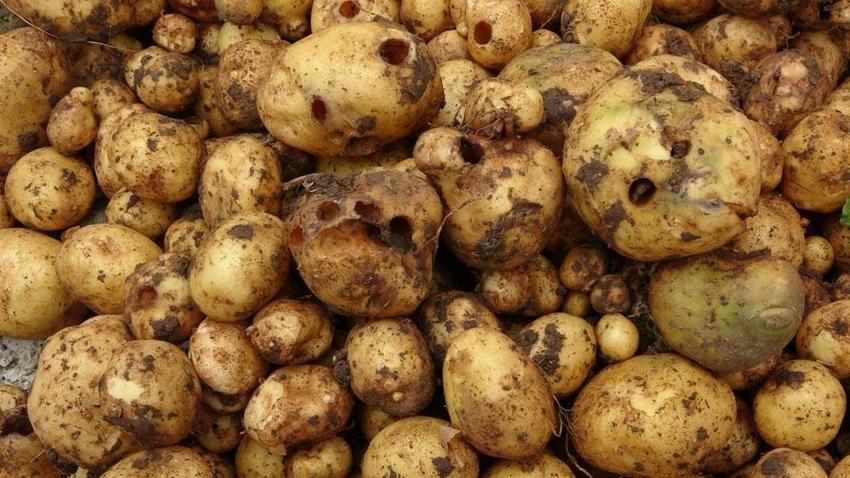 'Katil salyangoz'lar tarım ürünlerini tehdit ediyor
