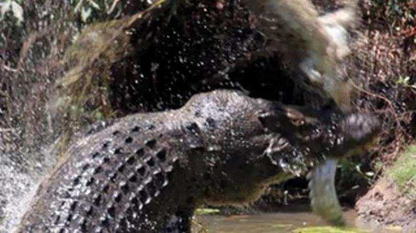 Ölümsüz canavar! 80 kişiyi yedi, köy nüfusu bir anda azaldı