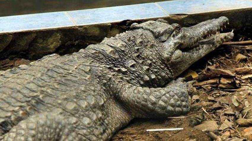 Ölümsüz canavar! 80 kişiyi yedi, köy nüfusu bir anda azaldı