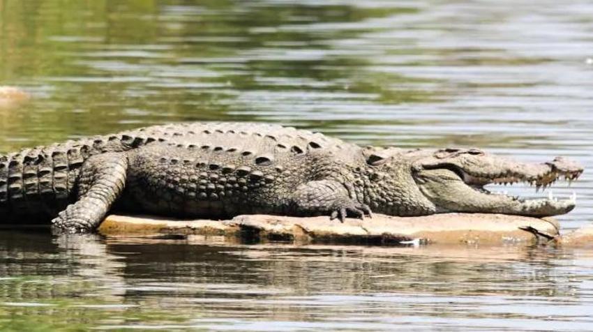 Ölümsüz canavar! 80 kişiyi yedi, köy nüfusu bir anda azaldı