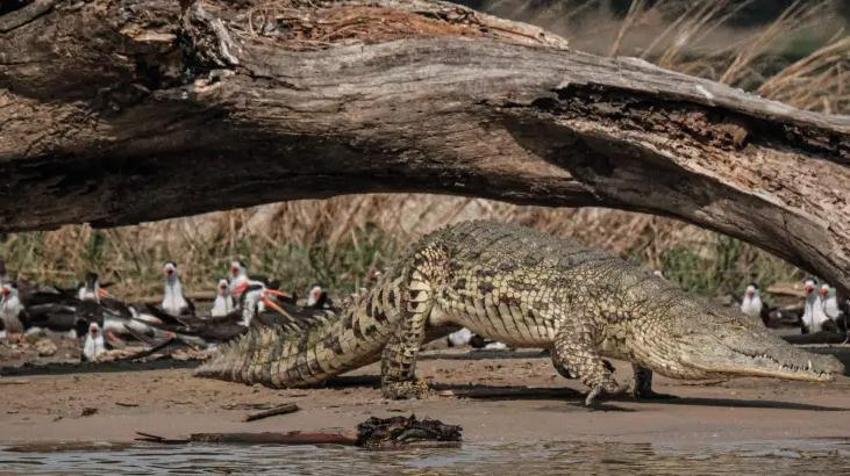 Ölümsüz canavar! 80 kişiyi yedi, köy nüfusu bir anda azaldı