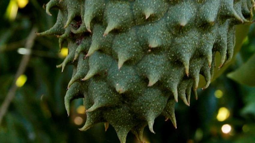 Kanser hücrelerini öldürüyor, kemoterapinin yapamadığını yapıyor! Kan şekerini de...