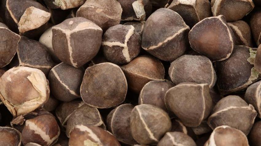 Mide kanseriyle savaşıyor, kolesterol ve kan şekerini düşürüyor! Alzheimer tedavisinde de çok etkili...