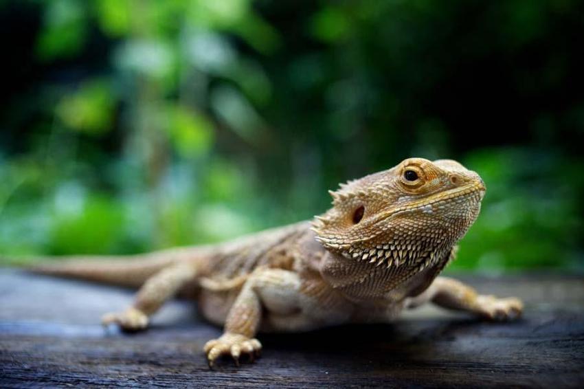 Dinozorlar döneminden kalan 10 hayvan! İnsanların korkulu rüyası: Halen aramızdalar kökenleri tarih öncesine kadar uzanıyor...