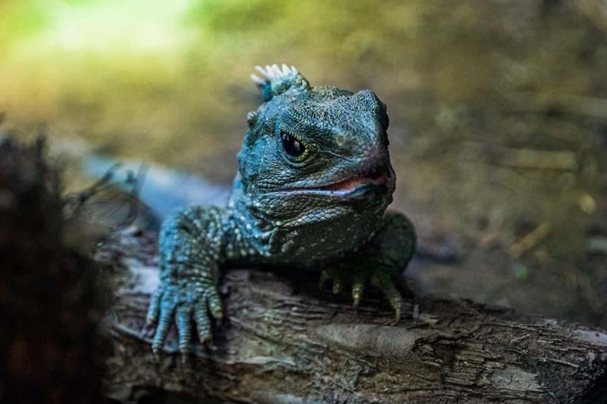 Dinozorlar döneminden kalan 10 hayvan! İnsanların korkulu rüyası: Halen aramızdalar kökenleri tarih öncesine kadar uzanıyor...