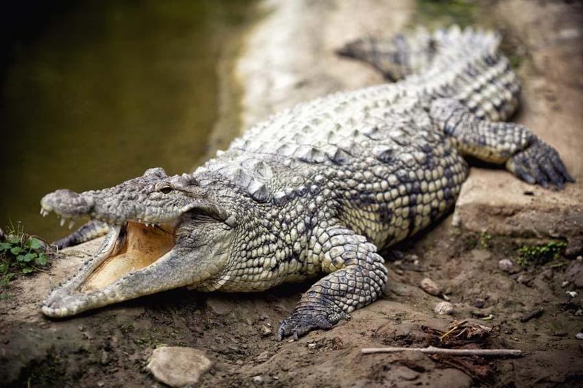 Dinozorlar döneminden kalan 10 hayvan! İnsanların korkulu rüyası: Halen aramızdalar kökenleri tarih öncesine kadar uzanıyor...