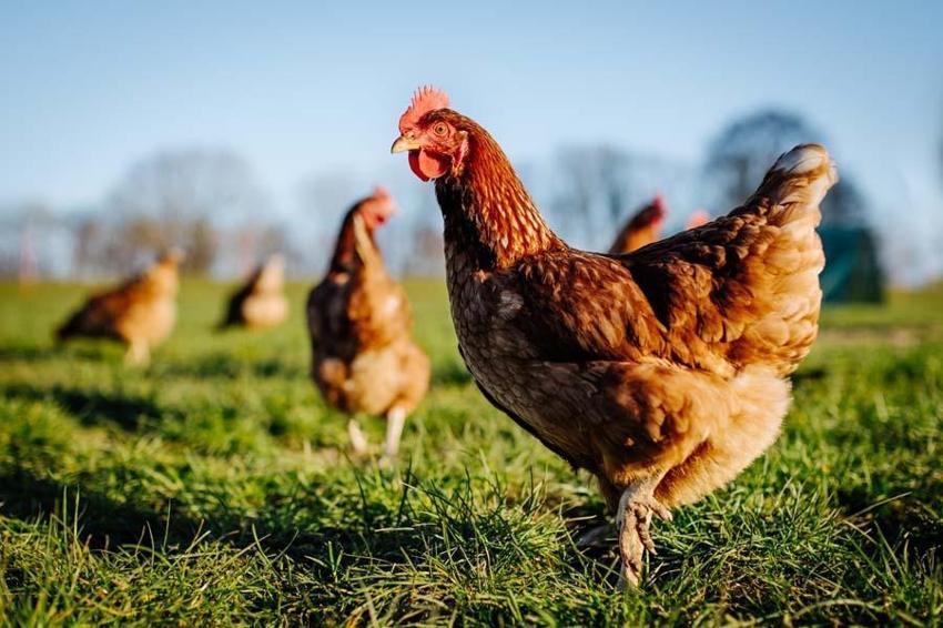 Dinozorlar döneminden kalan 10 hayvan! İnsanların korkulu rüyası: Halen aramızdalar kökenleri tarih öncesine kadar uzanıyor...