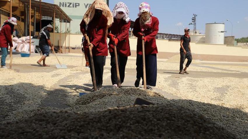 Paraya para demiyorlar! Haftalık 100 milyon lira! Fiyatı bu ilçe belirliyor