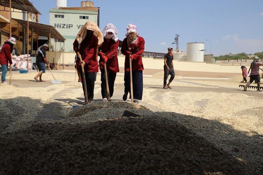 Paraya para demiyorlar! Haftalık 100 milyon lira! Fiyatı bu ilçe belirliyor