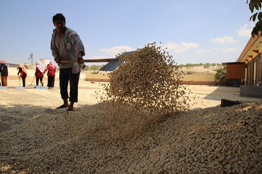 Paraya para demiyorlar! Haftalık 100 milyon lira! Fiyatı bu ilçe belirliyor