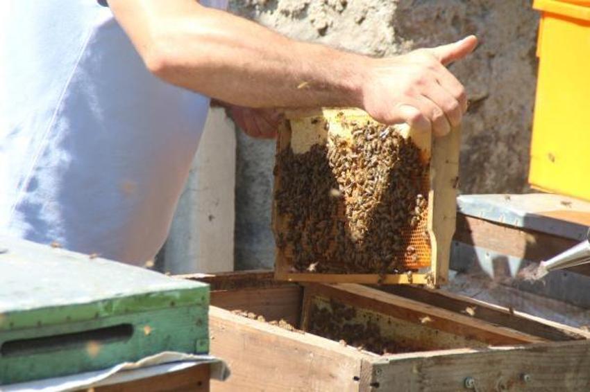 Paraya para demiyorlar! 1 ton ön sipariş alındı! Kilosu 2 bin 500 lira...