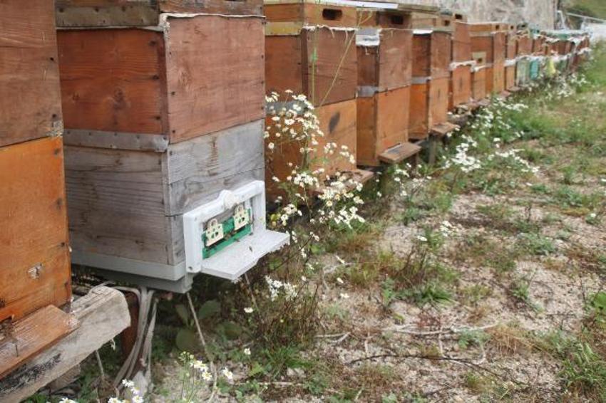 Paraya para demiyorlar! 1 ton ön sipariş alındı! Kilosu 2 bin 500 lira...