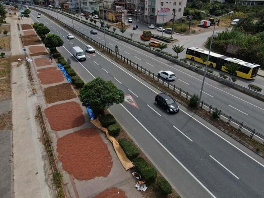 Üreticiler Karadeniz Sahil Yolu'nu harmana çevirdi! Süreyi 1 hafta kısaltıyor