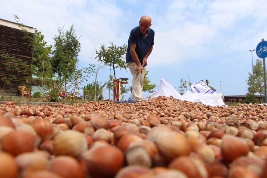 Üreticiler Karadeniz Sahil Yolu'nu harmana çevirdi! Süreyi 1 hafta kısaltıyor