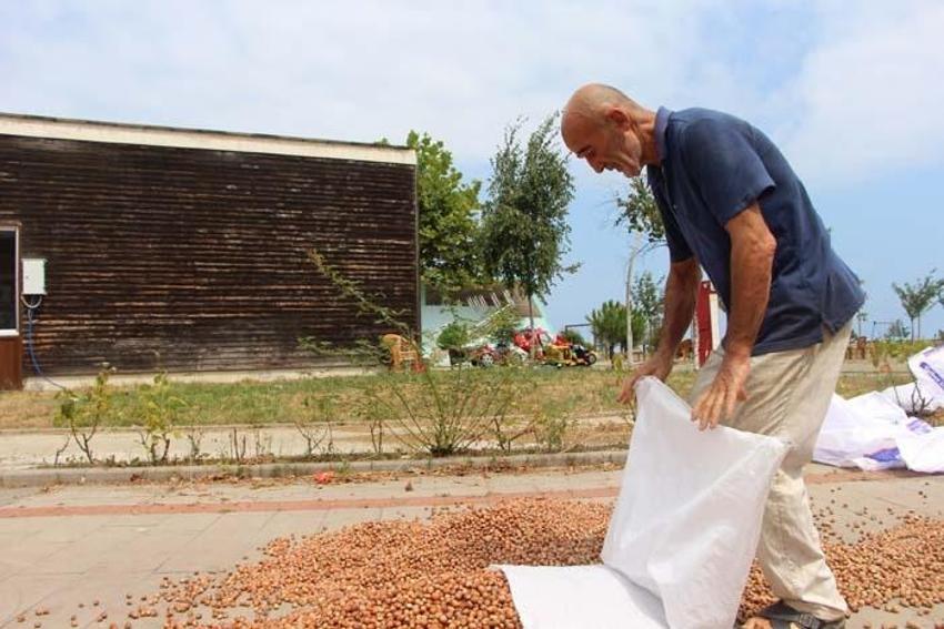 Üreticiler Karadeniz Sahil Yolu'nu harmana çevirdi! Süreyi 1 hafta kısaltıyor