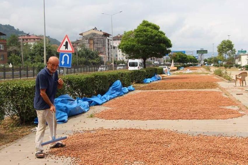 Üreticiler Karadeniz Sahil Yolu'nu harmana çevirdi! Süreyi 1 hafta kısaltıyor
