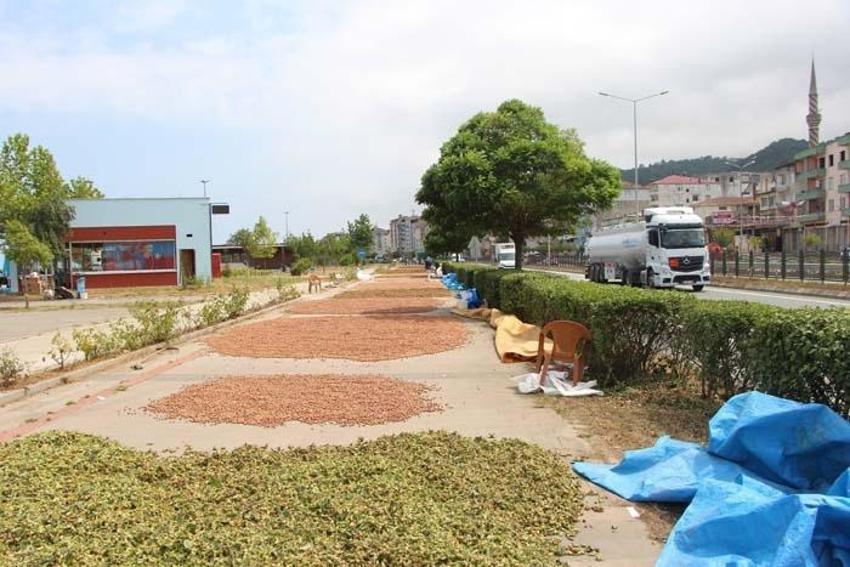 Üreticiler Karadeniz Sahil Yolu'nu harmana çevirdi! Süreyi 1 hafta kısaltıyor