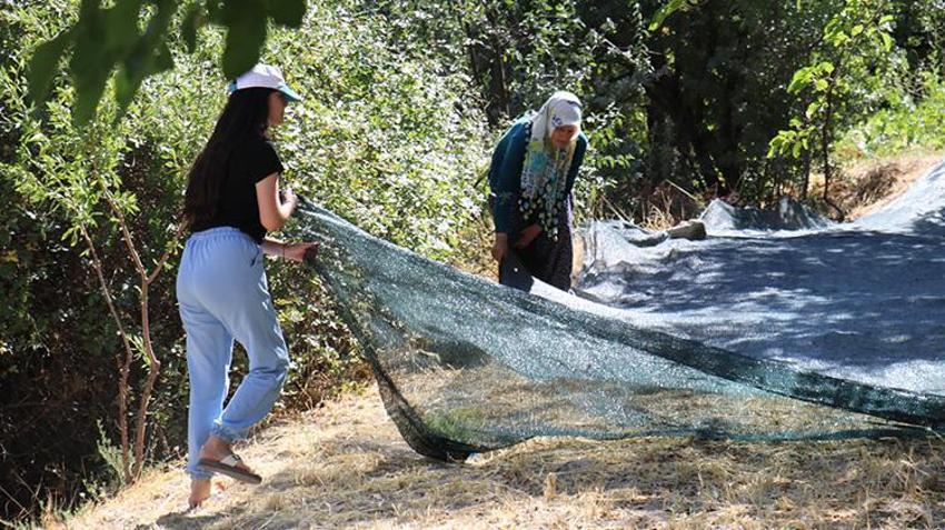 Kilosu 70 liradan başlıyor! Gelin-kaynana birlikte üretip satıyor, başka illere de gönderiyorlar