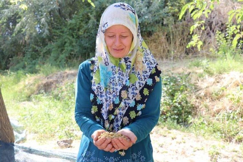 Kilosu 70 liradan başlıyor! Gelin-kaynana birlikte üretip satıyor, başka illere de gönderiyorlar