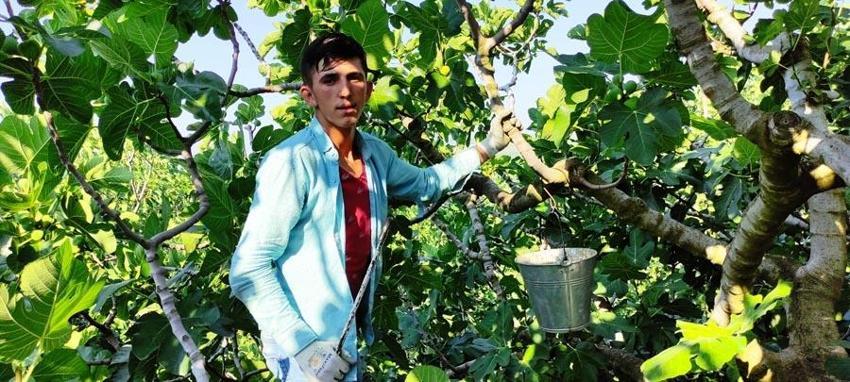 Dünyada sadece Türkiye'de var! Kilosu 25 lira