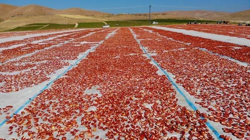 Tarlada üretilip günlerce kuruması bekleniyor! Paketlenerek ABD, Fransa ve İngiltere’ye ihraç ediliyor
