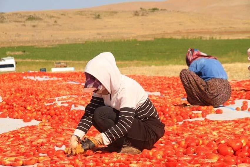 Tarlada üretilip günlerce kuruması bekleniyor! Paketlenerek ABD, Fransa ve İngiltere’ye ihraç ediliyor