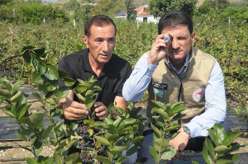 Bu yıl 35 bin ton hasat bekleniyor, kilosu 120 lira! Talep patladı...