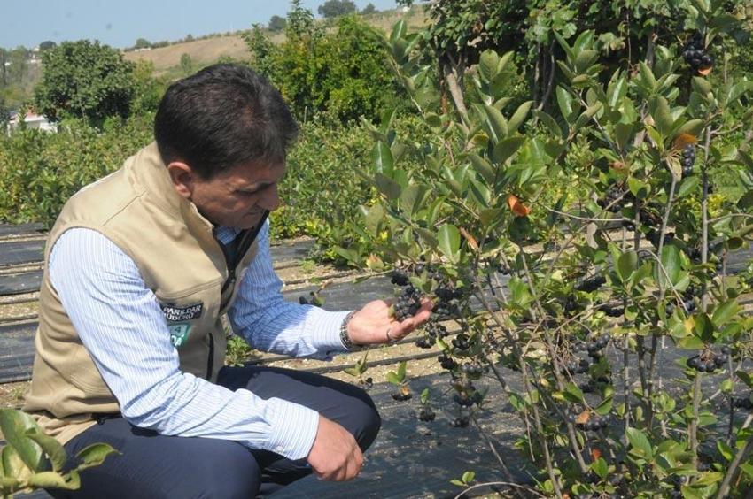 Bu yıl 35 bin ton hasat bekleniyor, kilosu 120 lira! Talep patladı...