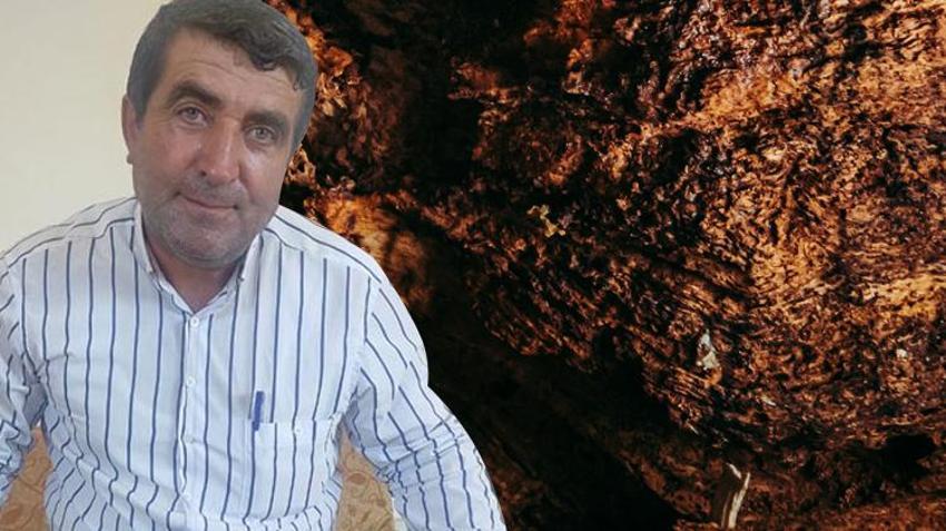 Paraya para demiyor! Ağaç kovuğundan çıkarıyor, kilosu 1500 lira