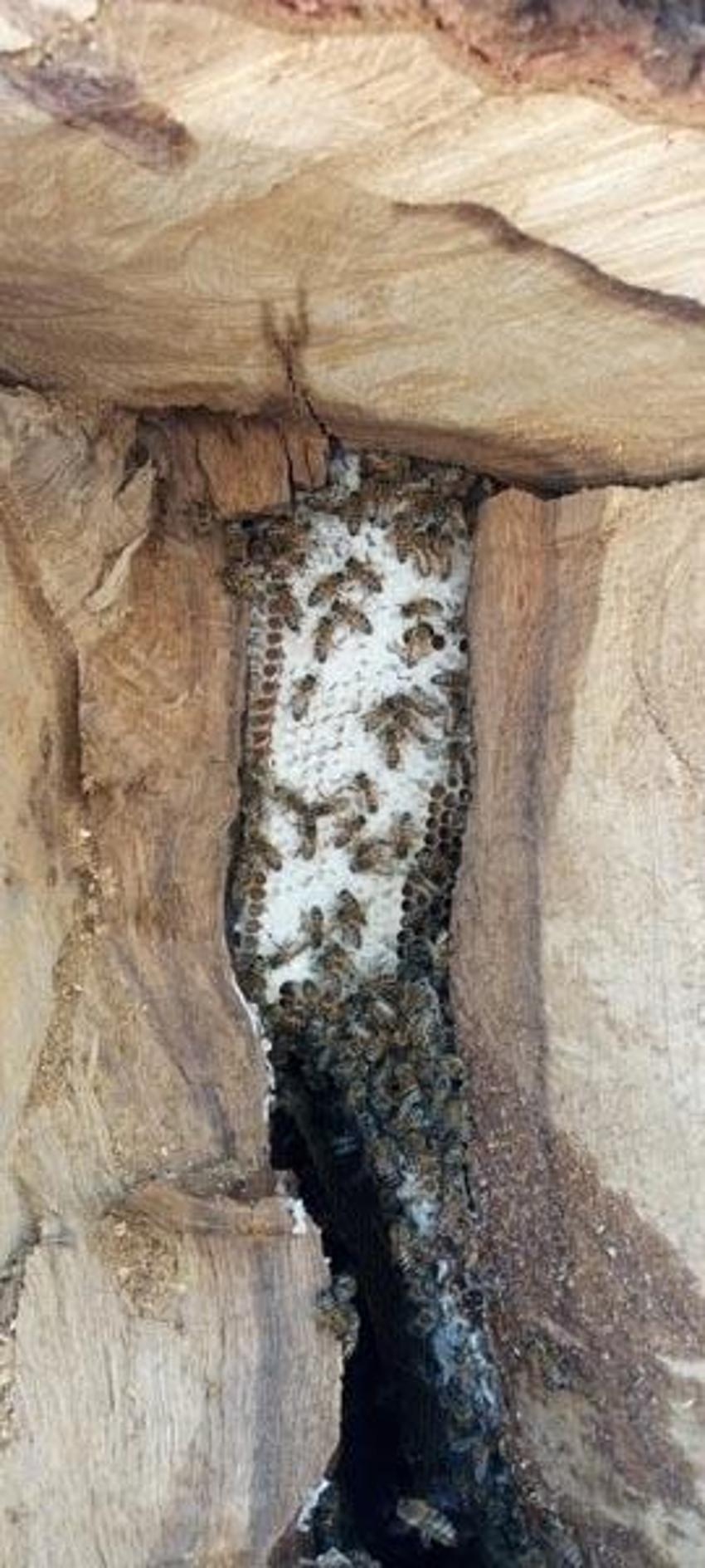 Paraya para demiyor! Ağaç kovuğundan çıkarıyor, kilosu 1500 lira