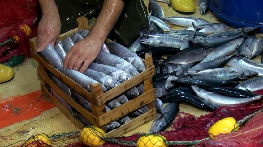 Balık sezonu başladı! Hamsi, palamut, tekir, kefal, lüfer ve istavritin fiyatları belli oldu...