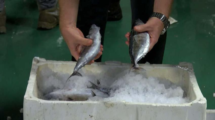 Balık sezonu başladı! Hamsi, palamut, tekir, kefal, lüfer ve istavritin fiyatları belli oldu...