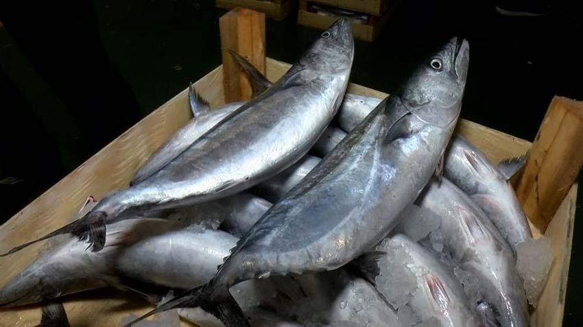 Balık sezonu başladı! Hamsi, palamut, tekir, kefal, lüfer ve istavritin fiyatları belli oldu...