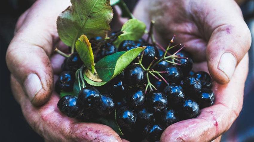 Karadeniz'in yeni süper meyvesi! Aronya için hasat zamanı: Kilosu 150 lira...