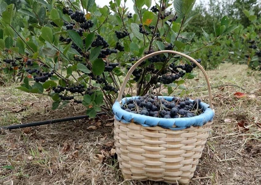 Karadeniz'in yeni süper meyvesi! Aronya için hasat zamanı: Kilosu 150 lira...