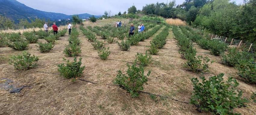 Karadeniz'in yeni süper meyvesi! Aronya için hasat zamanı: Kilosu 150 lira...