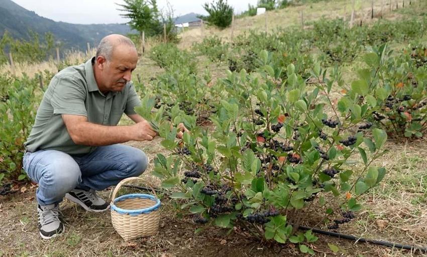 Karadeniz'in yeni süper meyvesi! Aronya için hasat zamanı: Kilosu 150 lira...