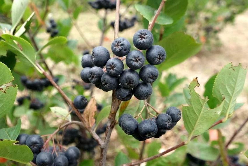 Karadeniz'in yeni süper meyvesi! Aronya için hasat zamanı: Kilosu 150 lira...