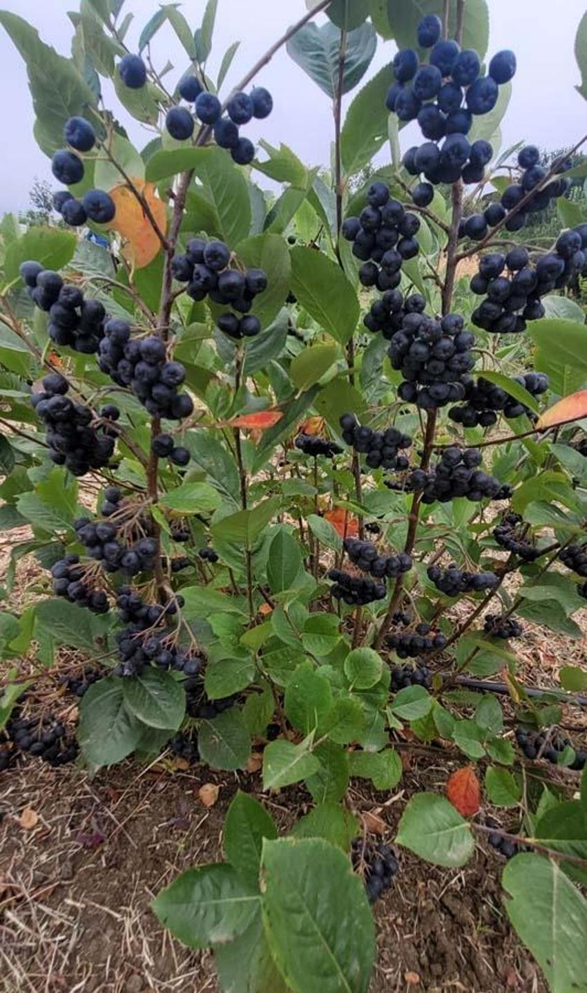 Karadeniz'in yeni süper meyvesi! Aronya için hasat zamanı: Kilosu 150 lira...
